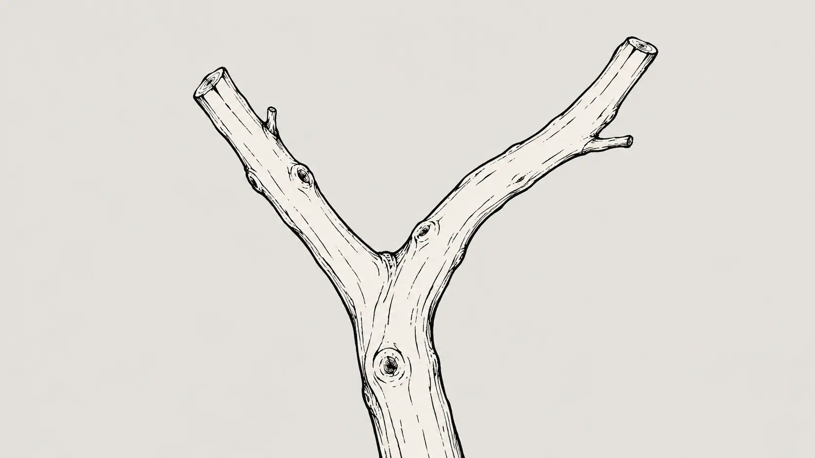 A branch splitting into two paths